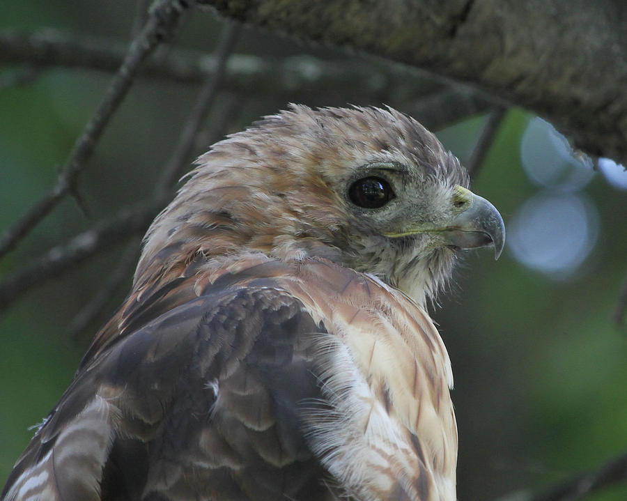 Red-tailed Hawk Portrait Photograph by Doris Potter