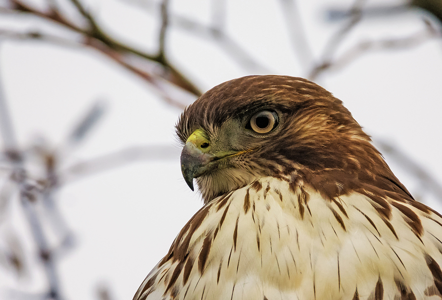 Red-tailed Hawk Portrait Photograph by Loree Johnson