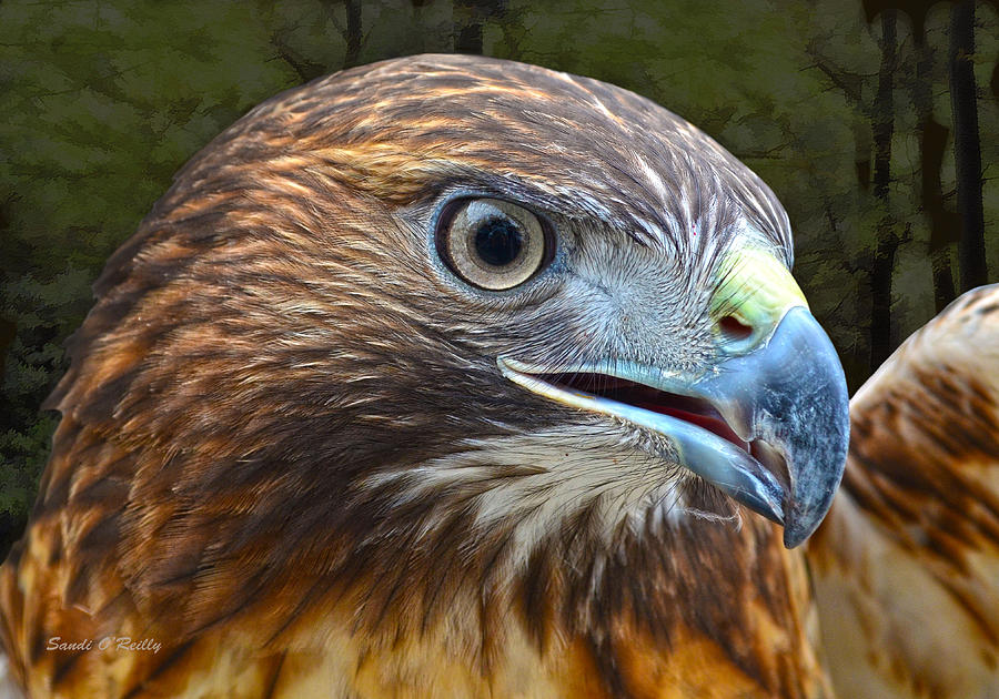 Red-Tailed Hawk Portrait Photograph by Sandi OReilly
