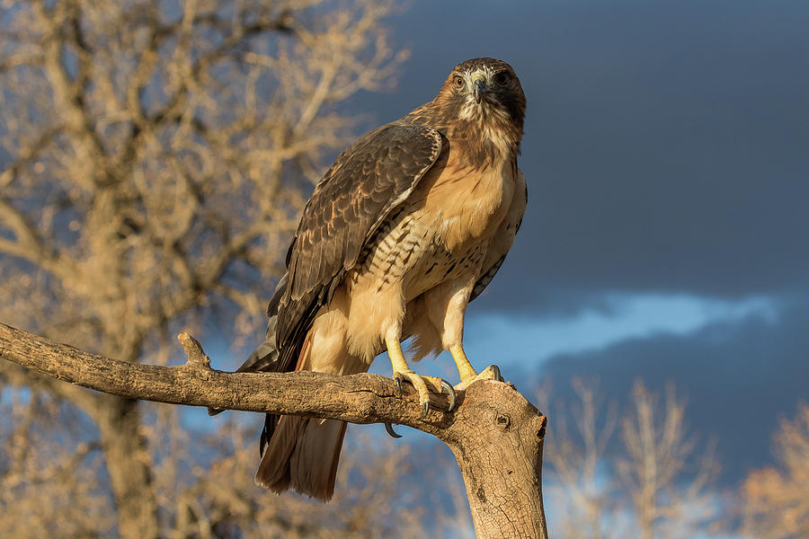Red-tailed Hawk Prepares for the Hunt Photograph by Tony Hake