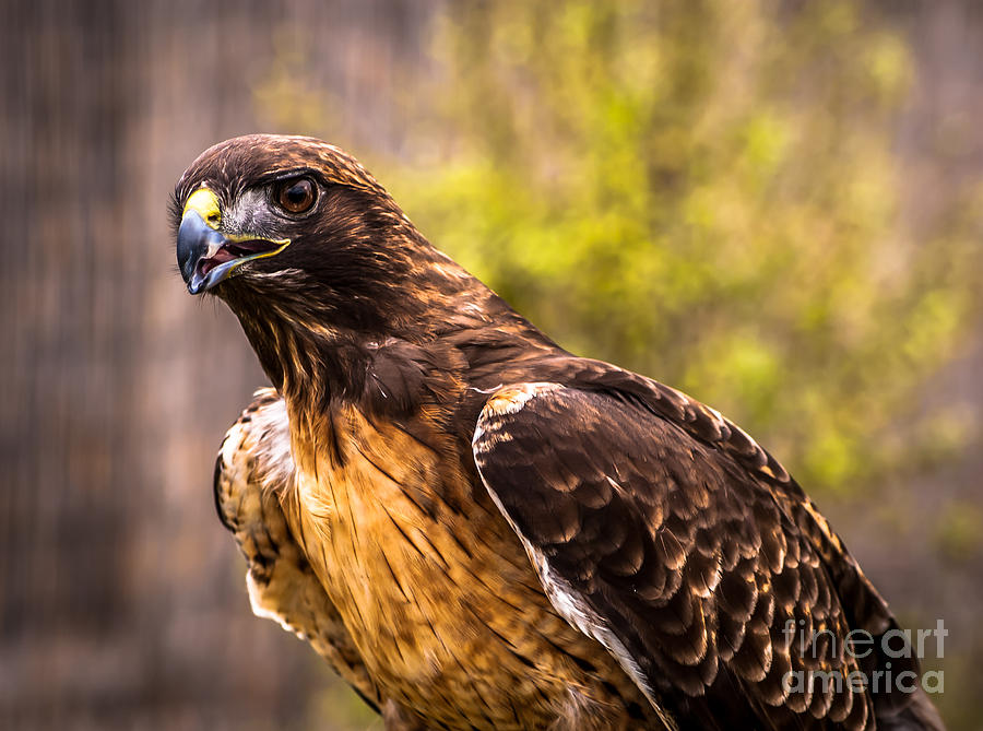 Red Tailed Hawk Profile 2 Photograph by Blake Webster