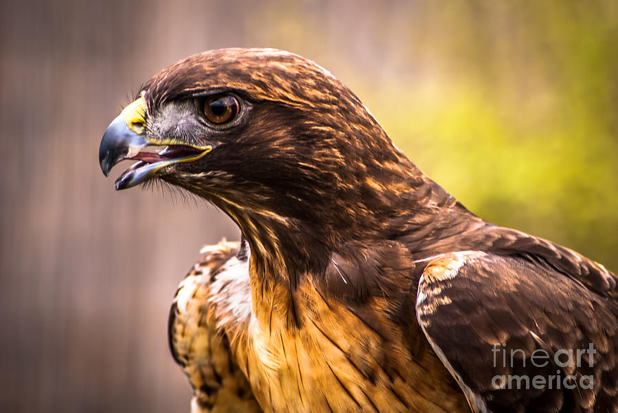 Red Tailed Hawk Profile Photograph by Blake Webster