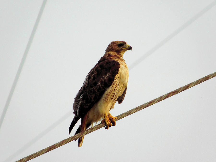 Red Tailed Hawk Profile Photograph