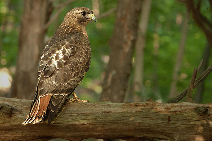 Red Tailed Hawk Photograph by Robert Klein - Fine Art America