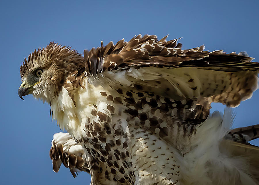 Red-tailed Hawk Photograph by Ron Pate