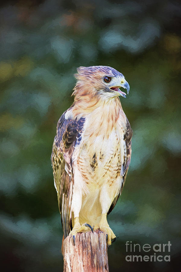 Red Tailed Hawk  Photograph by Sharon McConnell