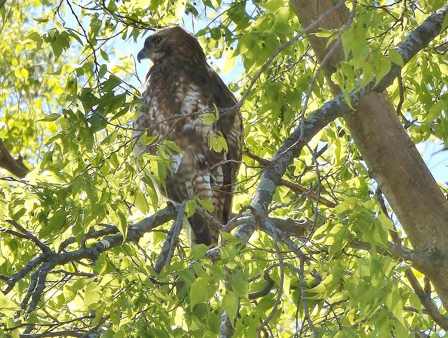 Red Tailed Hawk Spring Indiana