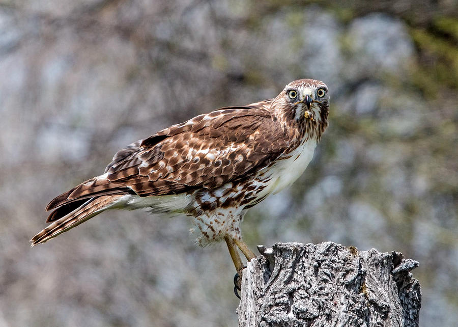 Red-Tailed Hawk Stare Down. Photograph by Dawn Key