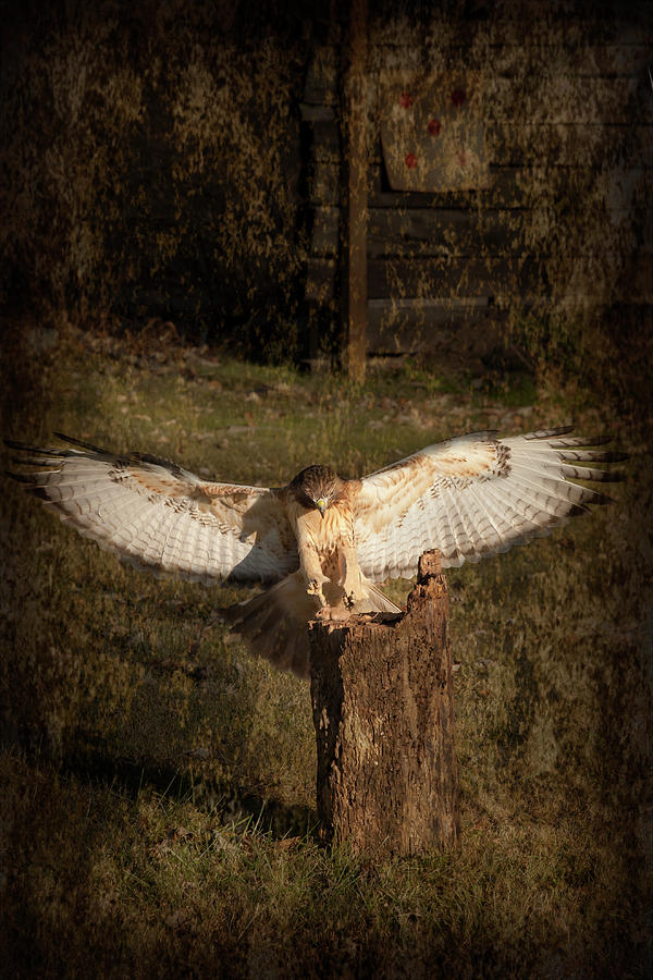 Red Tailed Hawk Striking A Mouse On A Log Photograph