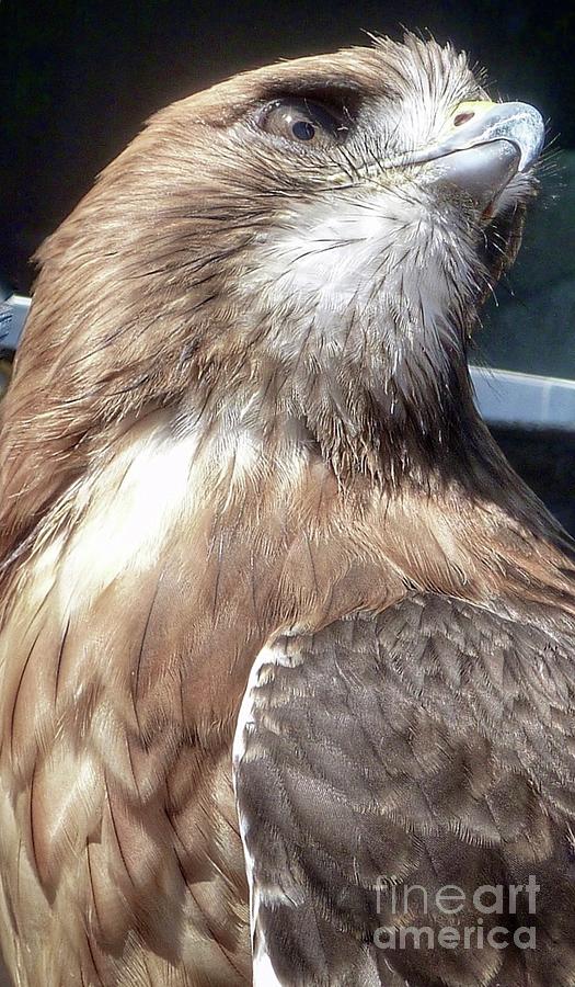 Red Tailed Hawk Photograph by Susan Garren