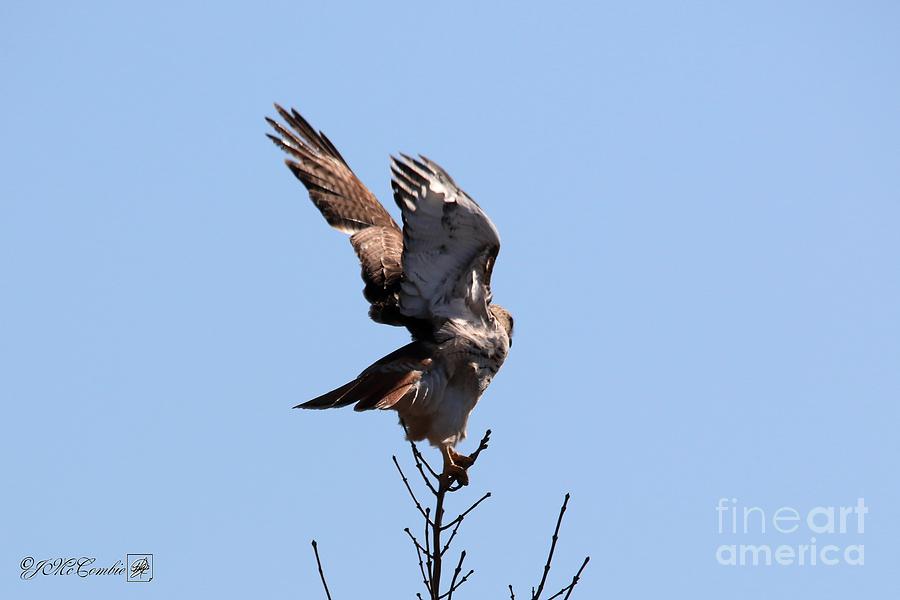Red-Tailed Hawk Takes Flight Photograph by J McCombie