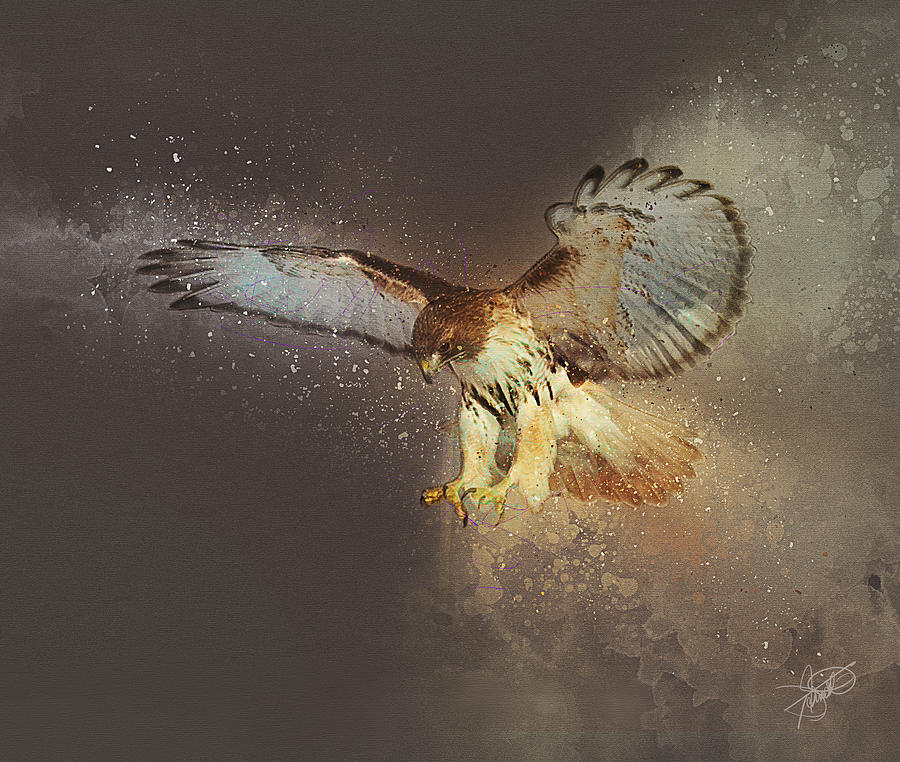 Red-tailed Hawk Digital Art by Tom Schmidt