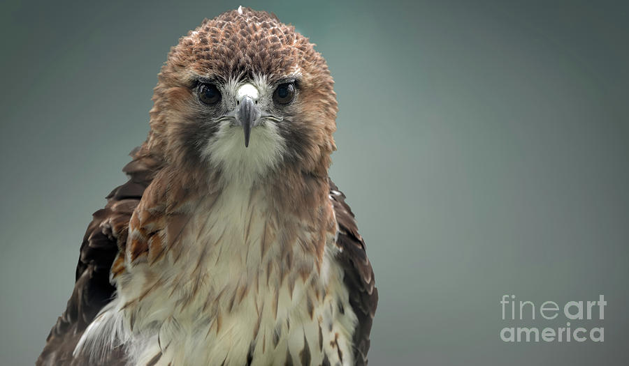 Red Tailed hawk up close portrait Photograph by Sam Rino