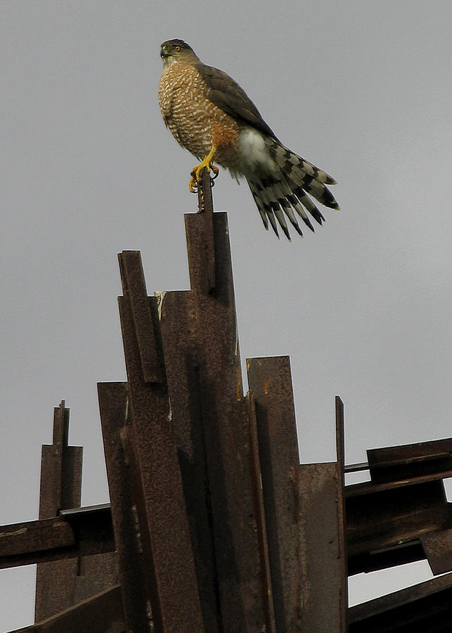 Sky Photograph - Red-tailed Hawk by Vari Buendia Sky Photograph - Red-tailed Hawk by Vari Buendia