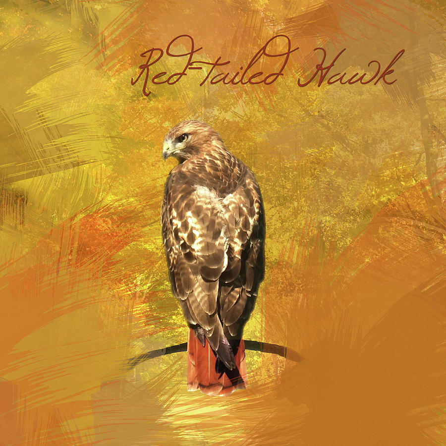 Hawk Photograph - Red-tailed Hawk Watercolor Photo by Hermes Fine Art