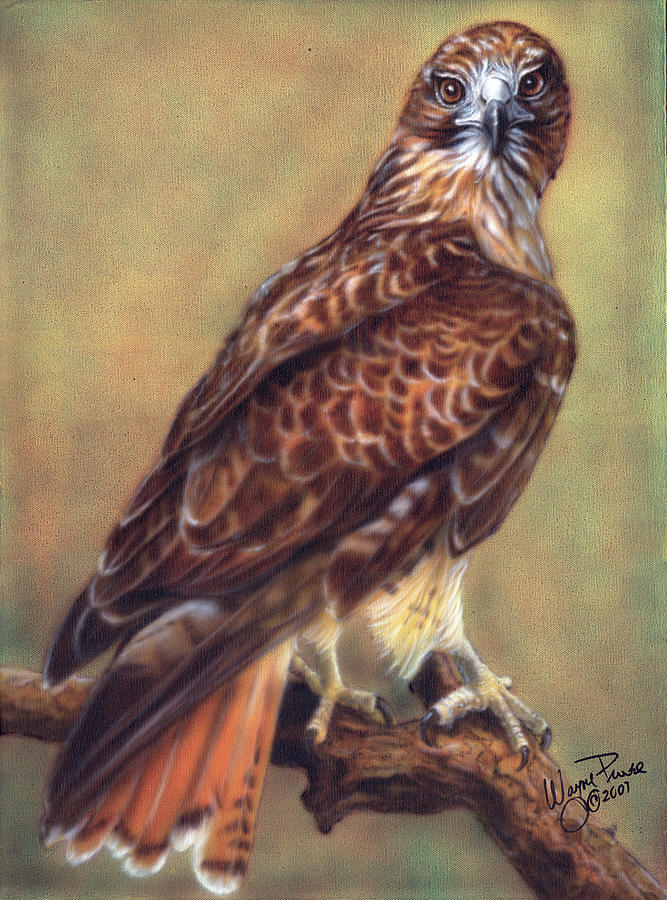 Red Tailed Hawk Painting by Wayne Pruse