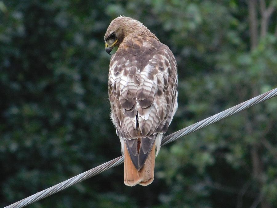 Red Tailed Hawk West Creek Photograph