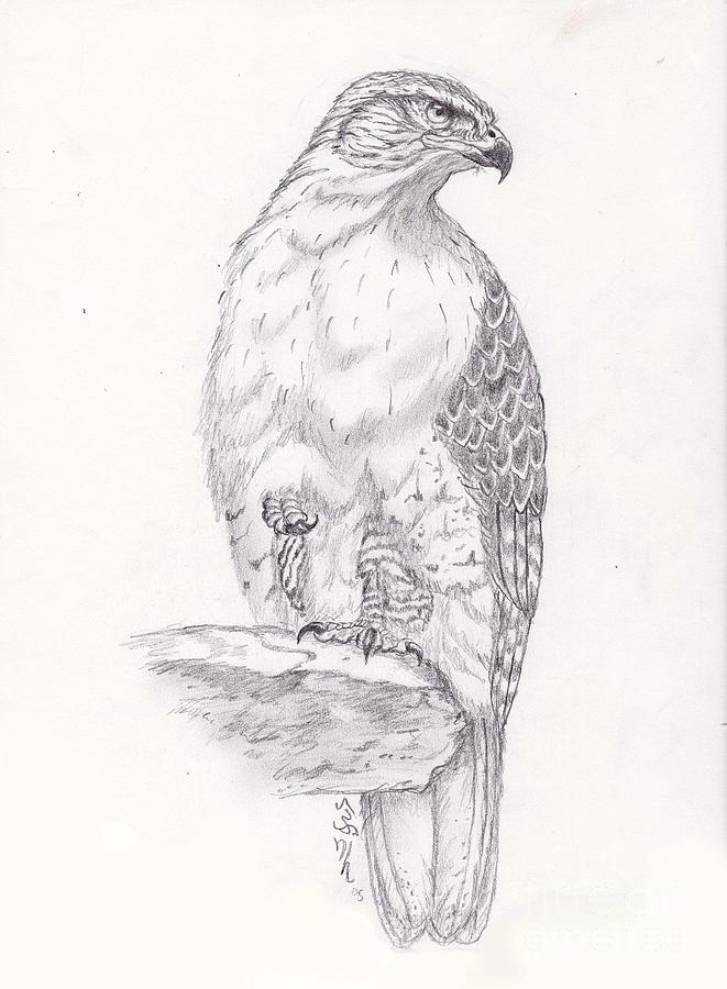 Turkey Red Tailed Eagle Bald Vulture Red Shouldered - Drawing Red Tail Hawk,  HD Png Download , Transparent Png Image - PNGitem