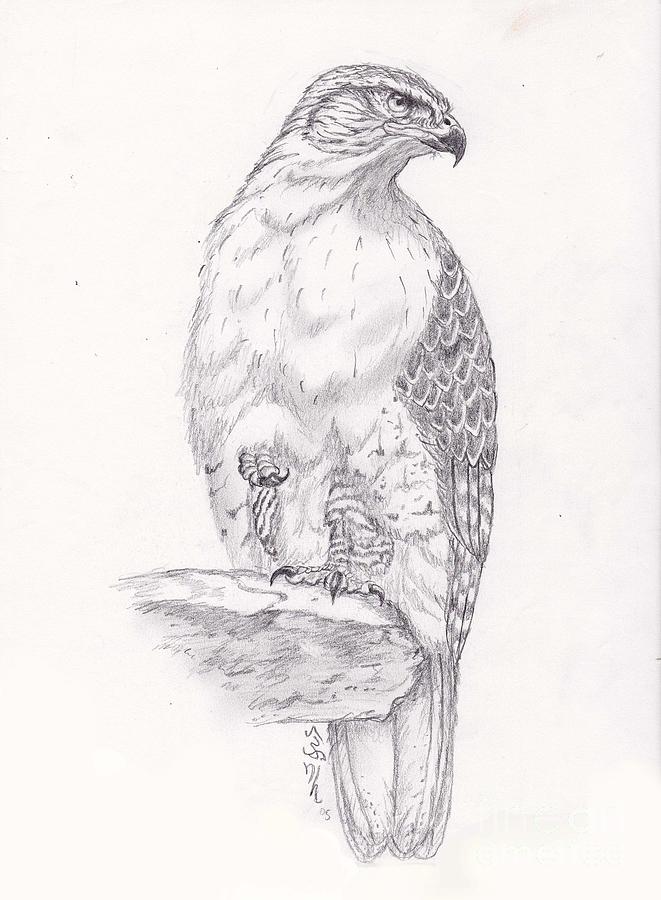 Red Tailed Hawk Drawing by William Heflin