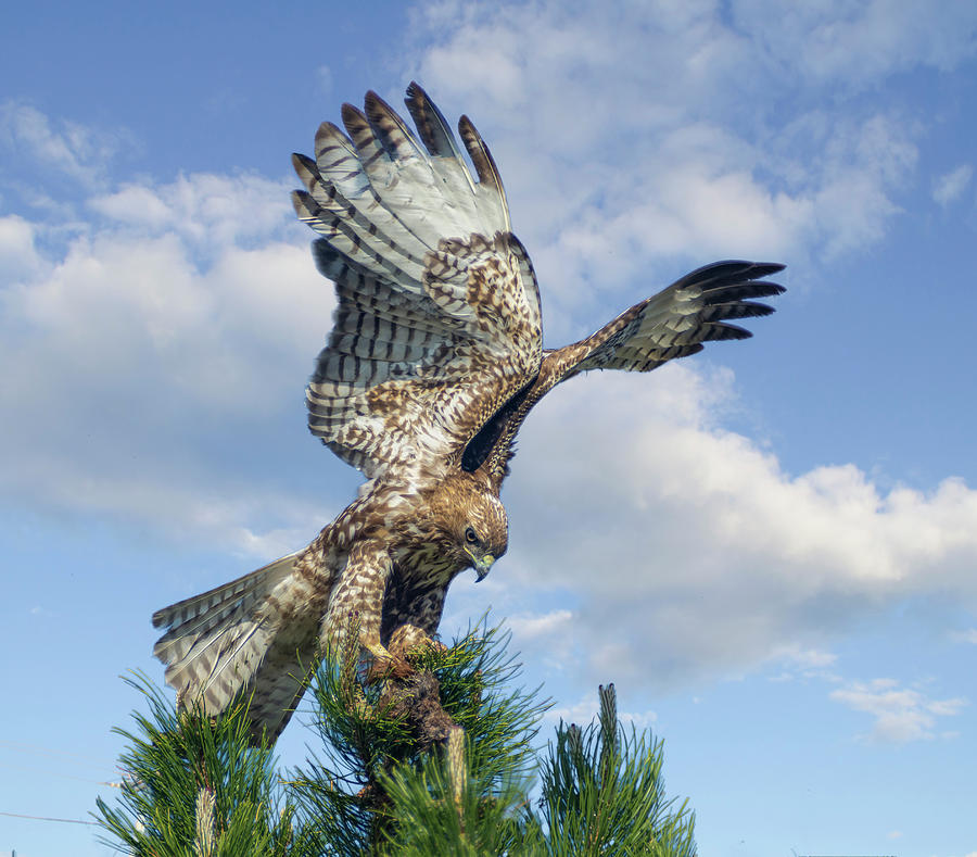 Red Tailed hawk Wings 2 Photograph by Rick Mosher