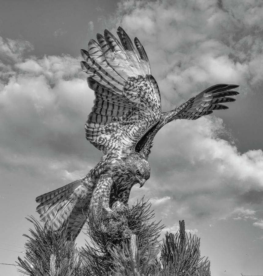 Red tailed Hawk Wings BW Photograph by Rick Mosher