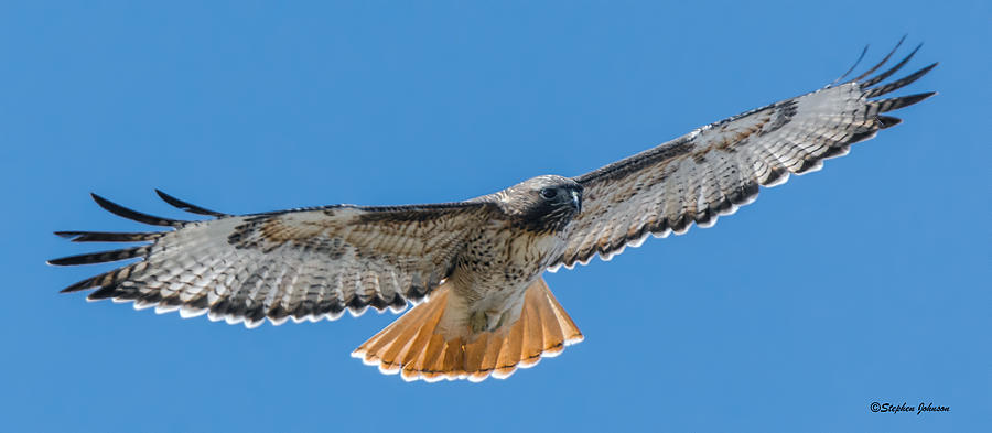 Red-tailed Hawk Wingspan Photograph by Stephen Johnson