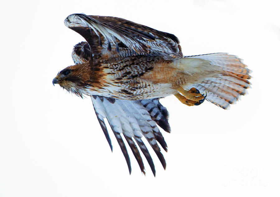 Hawk Photograph - Red-Tailed Hawk Winter Flight by Michael Dawson