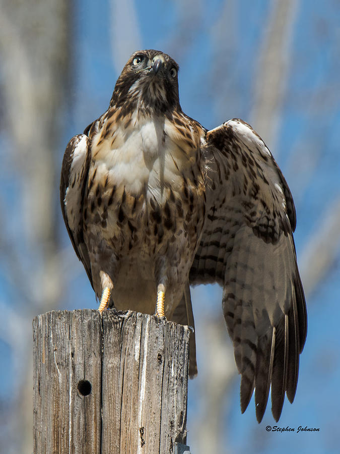 Red-tailed Hawk with Wing Stretch Photograph by Stephen Johnson