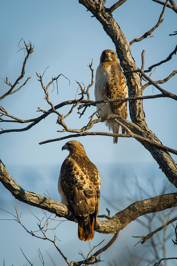 A Pair of Red-tails #2 Photograph by Jeff Phillippi