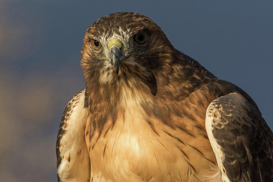 Red-tailed Hawks Intense Stare Photograph by Tony Hake