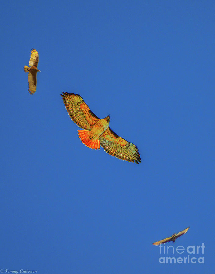 Red Tailed Hawks Photograph by Tommy Anderson