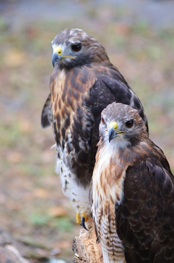 Red-Tailed Hawks Photograph by Warren Thompson