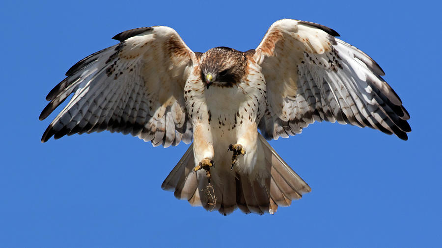 Red-tailed Landing Photograph by Eric Mace - Fine Art America