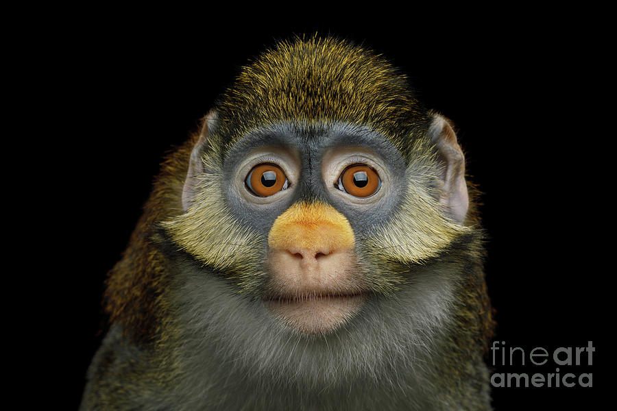 Red-tailed monkey Photograph by Sergey Taran