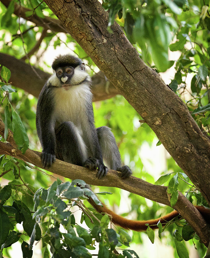 Red Tailed Monkey Photograph by Steven Upton