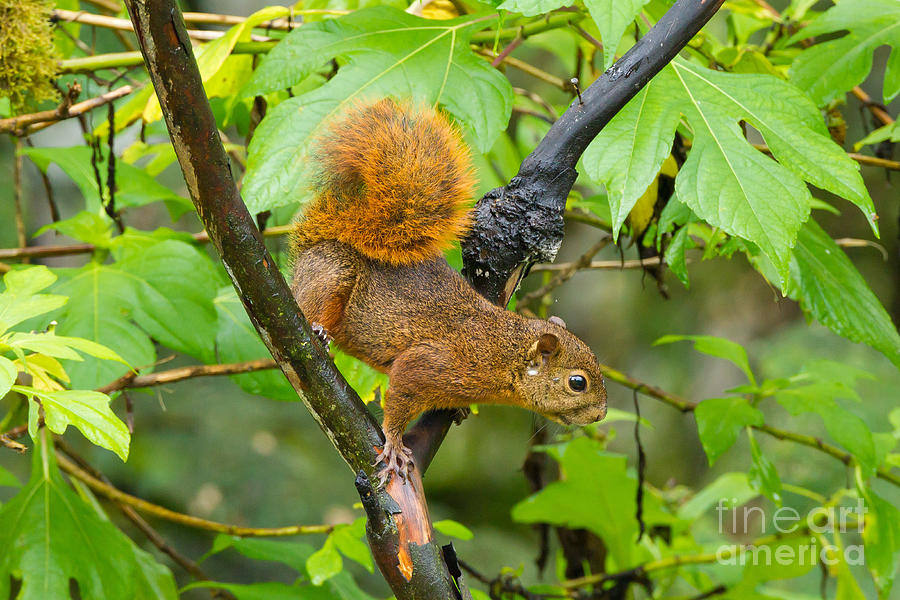 Animal Photograph - Red-tailed Squirrel by B.G. Thomson