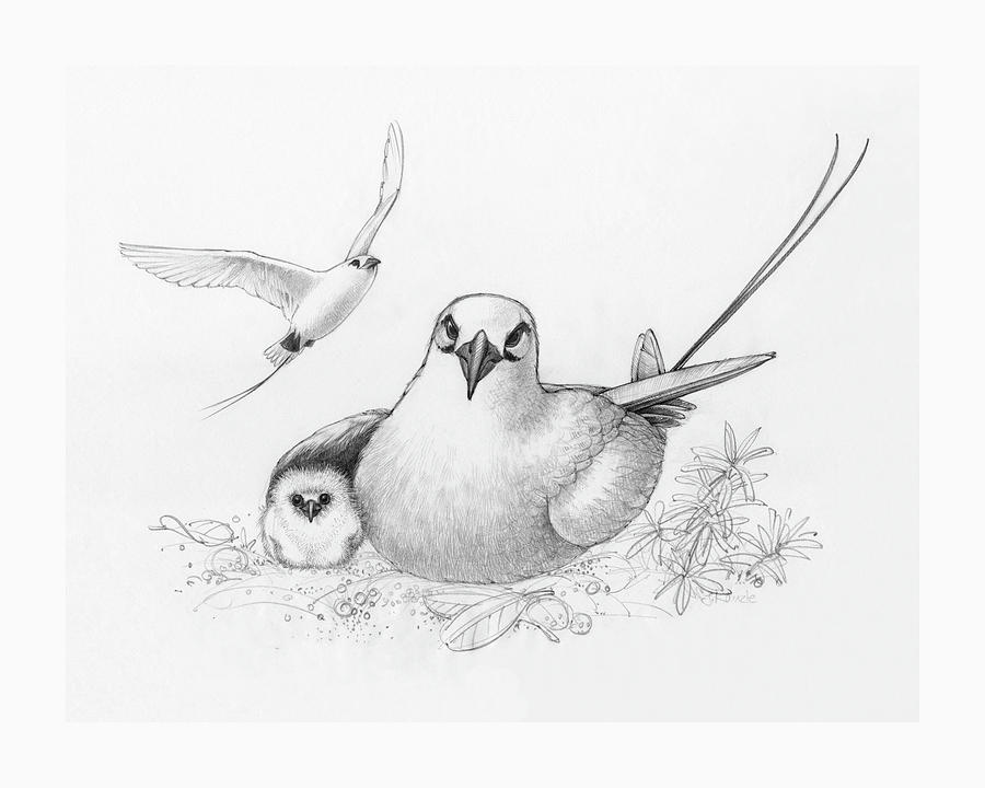Red-tailed Tropicbirds Drawing by Judith Kunzle