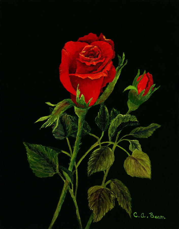 Red Tango Rose Bud Painting by Charlotte Bacon