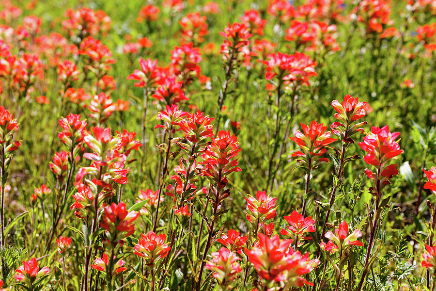Red Texas Wildflowers Photograph by Raul Rodriguez