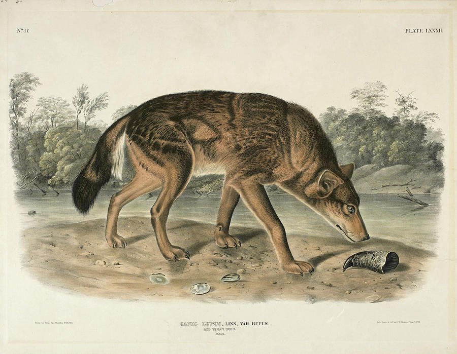 Red Texas Wolf. Canis Lupus Drawing by John Woodhouse Audubon