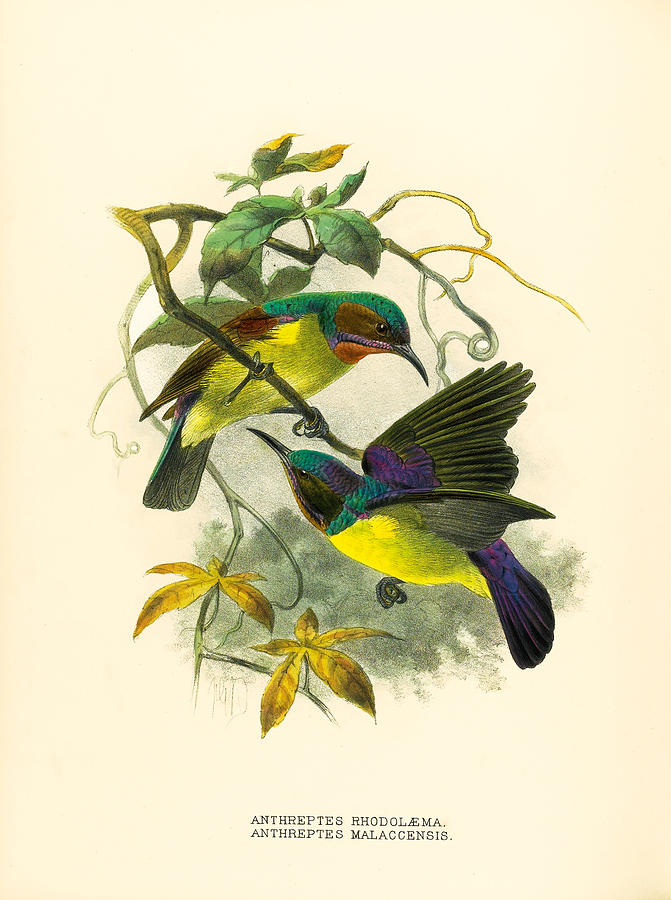 Red-throated and Brown-throated sunbird. Anthreptes rhodolaemus and Anthreptes malacensis Drawing by John Gerrard Keulemans