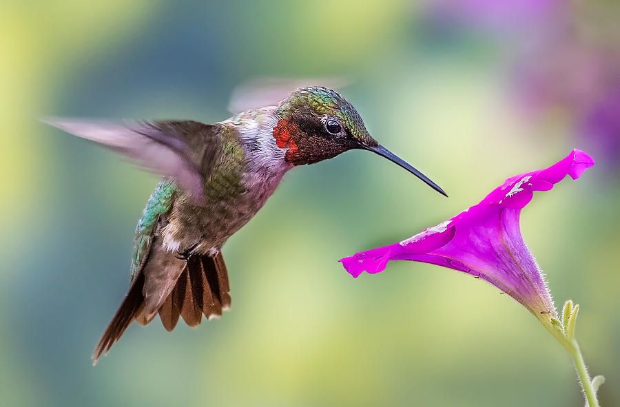 Red Throated Hummingbird Photograph by Allin Sorenson