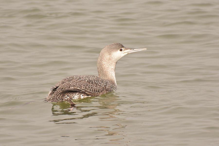 Red-throated Loon Photograph by Alan Lenk