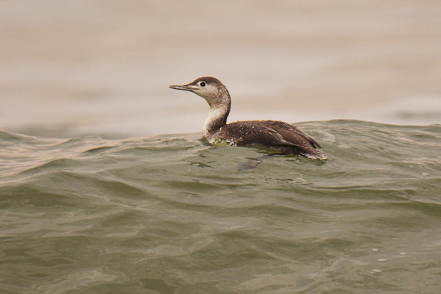 Red-throated Loon Winter Plumage Photograph by Alan Lenk