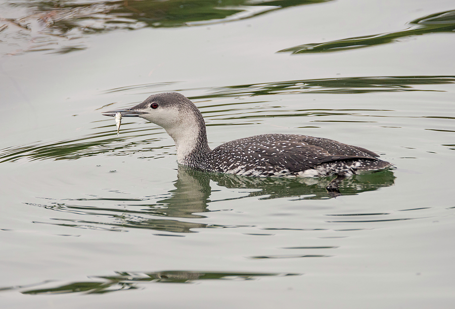 Loon Photograph - Red-throated Loon with Fish by Loree Johnson