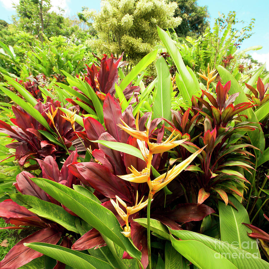 Red Ti Heliconia Ginger Tropical Garden Wailua Maui Hawaii Photograph