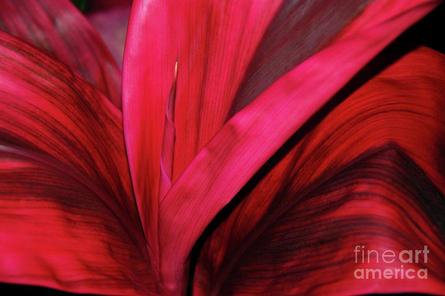 Red Photograph - Red Ti Leaf Plant - Tropical by D Davila