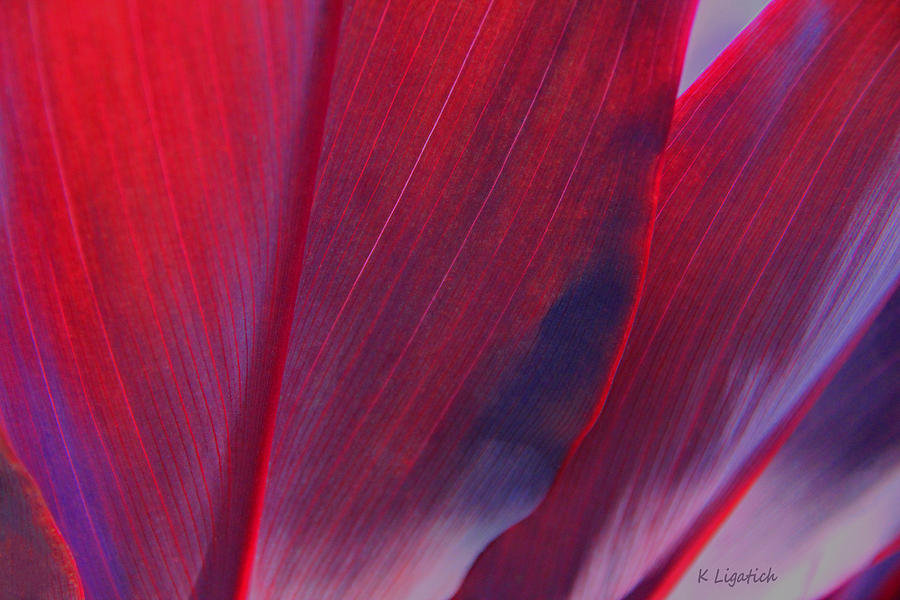Red Ti Leaves at Last Light Photograph by Kerri Ligatich