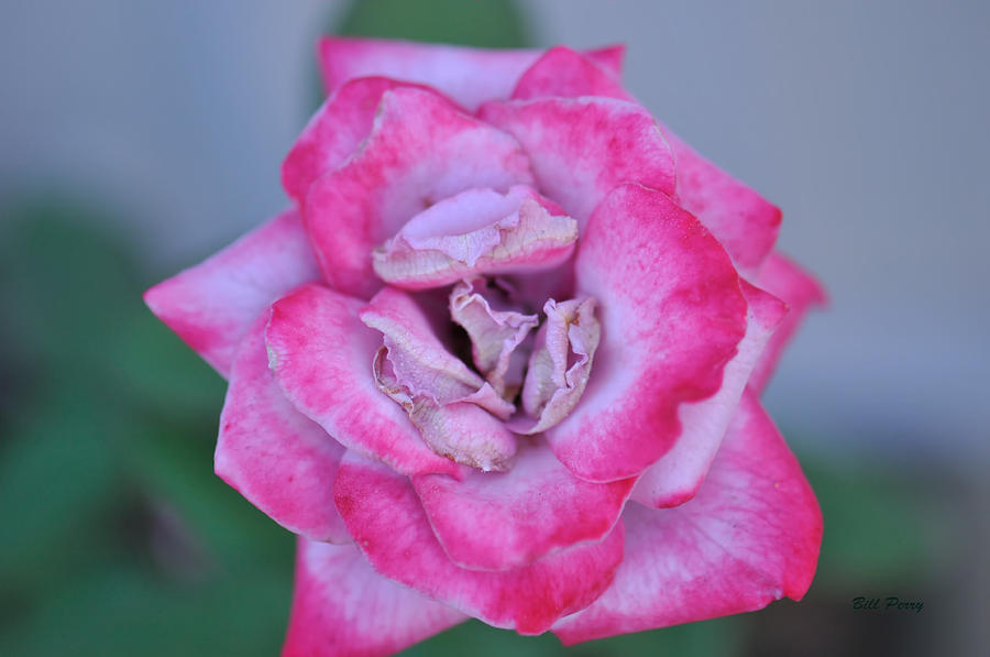 Red tipped pink rose Photograph by Bill Perry