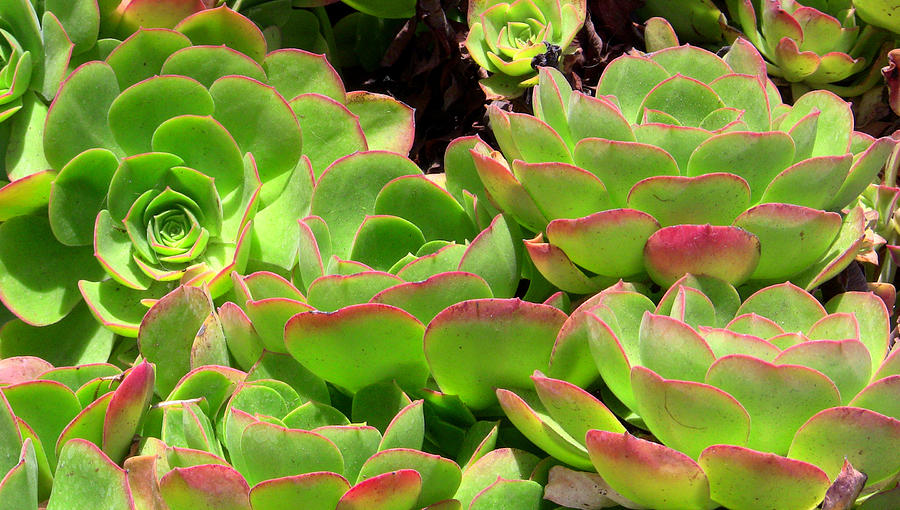 Red tipped Ventura ice plant Photograph by Gary Henderson - Fine Art ...